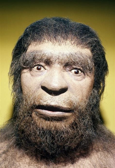 Neanderthals brabet
